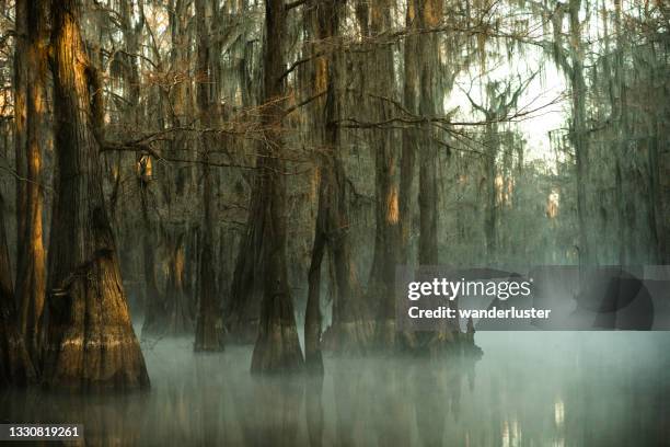 mysteriöser unheimlicher nebliger morgen am caddo lake, texas - louisiana stock-fotos und bilder