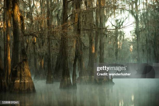 mysteriöser unheimlicher nebliger morgen am caddo lake, texas - bayou stock-fotos und bilder