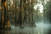Mysterious eerie foggy morning at Caddo Lake, Texas