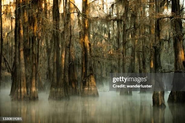 mysterious eerie foggy morning at caddo lake, texas - louisiana swamp stockfoto's en -beelden