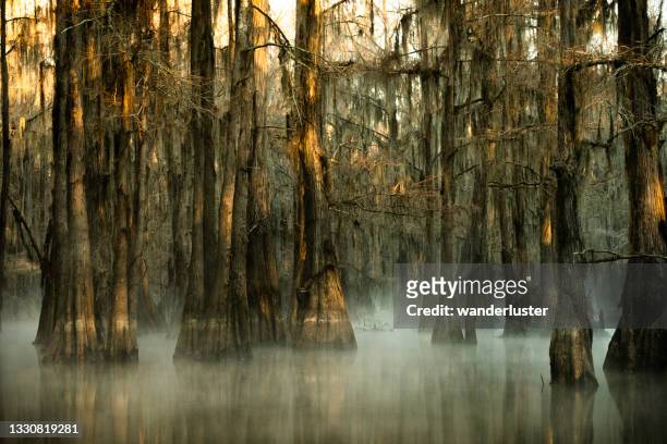 mysterious eerie foggy morning at caddo lake, texas - cypress tree stock pictures, royalty-free photos & images