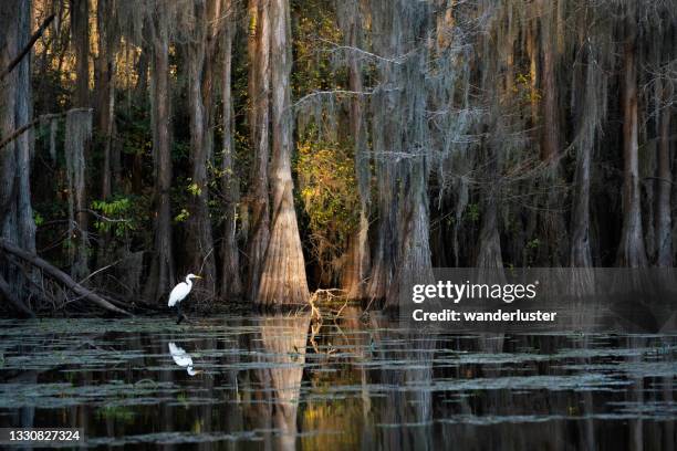 egret at caddo lake, tx - louisiana stock pictures, royalty-free photos & images