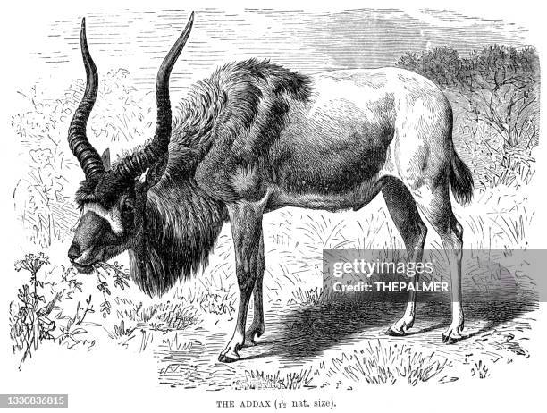 illustrations, cliparts, dessins animés et icônes de la gravure addax de 1896 - antilope addax