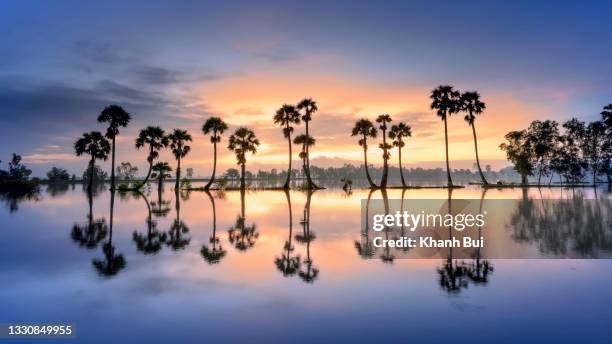 beautiful photo of palm trees reflected in the lagoon at dawn - palm sugar stockfoto's en -beelden