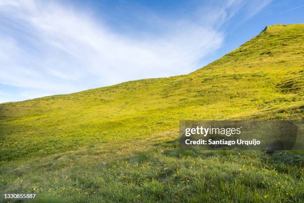 high altitude meadow at sunrise - hill stock-fotos und bilder