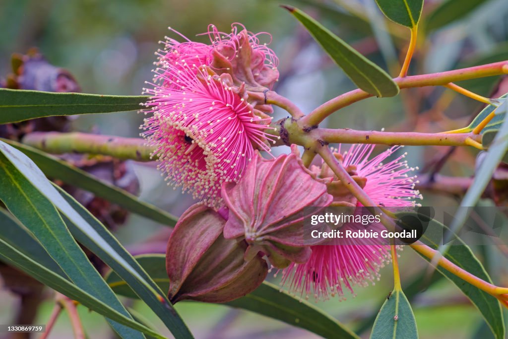 Pink flowering gum tree blossom - Perth, Western Australia