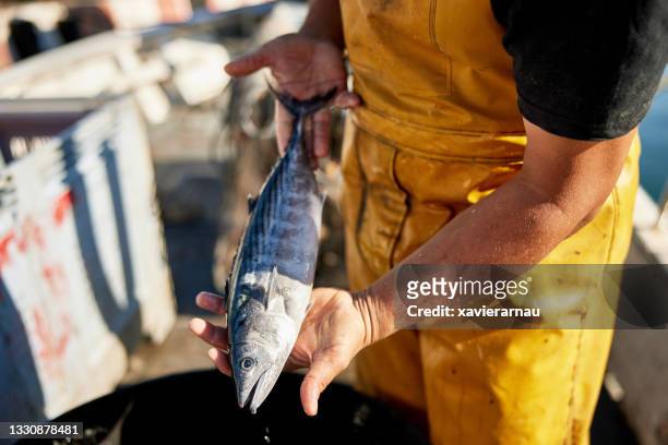 fisherman holding frisch gefangener atlantischer bonito - angler fish stock-fotos und bilder