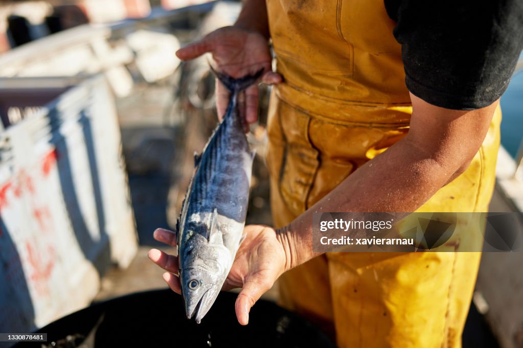 Pescador que tiene bonito del Atlántico recién capturado