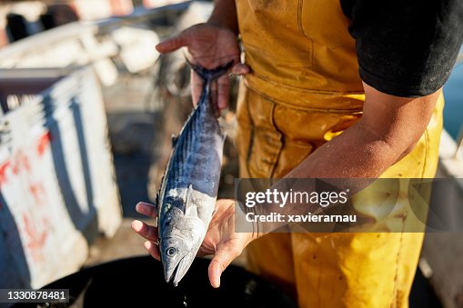 Fisherman Holding Freshly Caught Atlantic Bonito Fisherman Holding Freshly Caught Atlantic Bonito