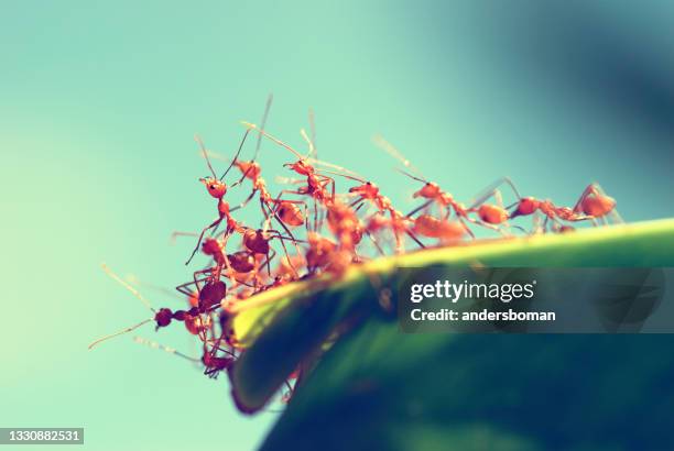 gruppe roter ameisen auf einem bananenblatt - fire ants stock-fotos und bilder