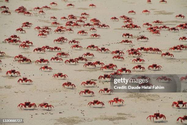 red crab - krabbe stock-fotos und bilder