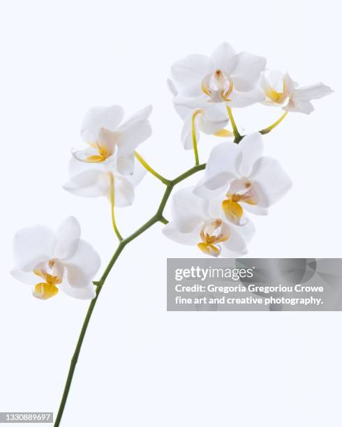 white orchid - moth orchid stockfoto's en -beelden
