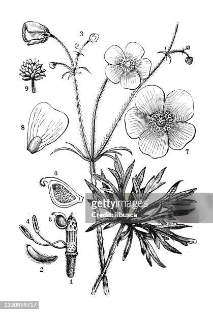 antique botany illustration: ranunculus acris, buttercup - buttercup stock illustrations