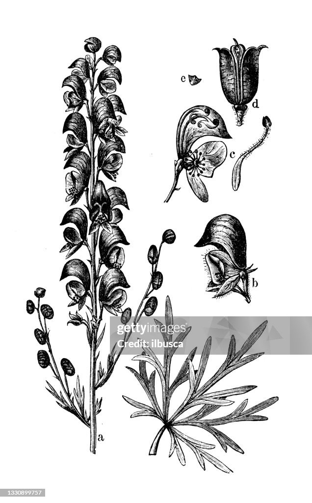 Antique botany illustration: Aconitum napellus, monk's-hood, aconite or wolfsbane