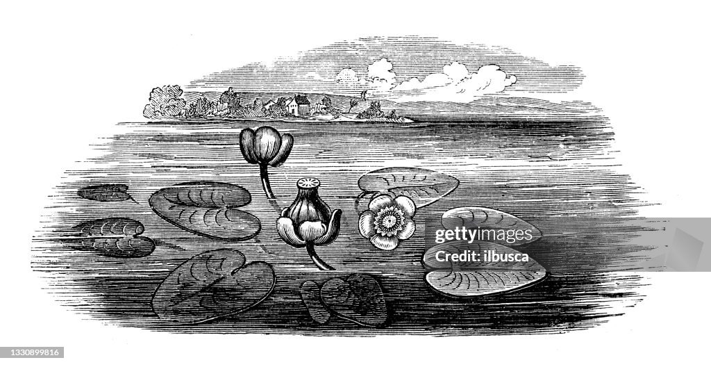 Antique botany illustration: Nuphar lutea, yellow water-lily, brandy-bottle, spadderdock