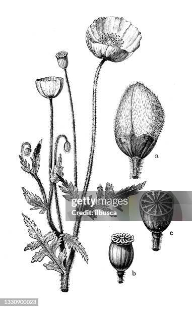 illustrations, cliparts, dessins animés et icônes de illustration botanique antique: papaver rhoeas, pavot de maïs - pavot sauvage