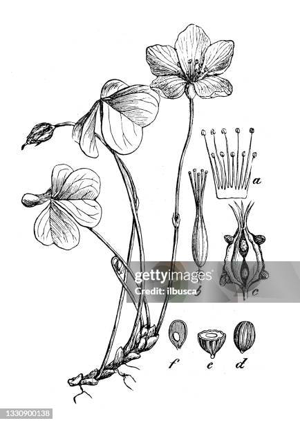 ilustraciones, imágenes clip art, dibujos animados e iconos de stock de ilustración botánica antigua: oxalis acetosella, acedera de madera - acederilla