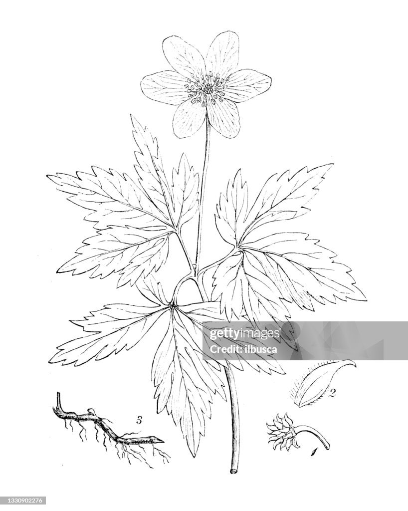 Antique botany illustration: Anemonoides nemorosa, Anemone nemorosa, wood anemone, windflower, thimbleweed, smell fox
