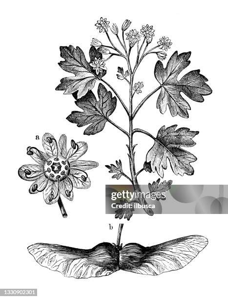 illustrations, cliparts, dessins animés et icônes de illustration botanique antique: acer campestre, érable des champs - érable