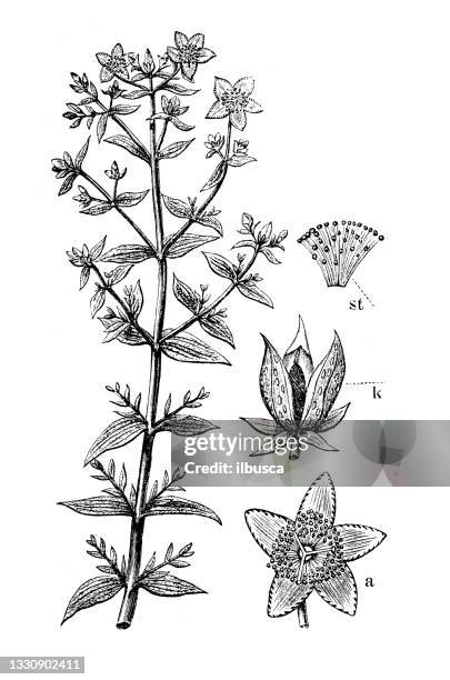 antique botany illustration: hypericum perforatum, perforate st john's-wort - st johns wort stock illustrations