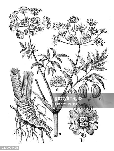 antique botany illustration: cicuta virosa, cowbane, northern water hemlock - cicuta virosa stock illustrations