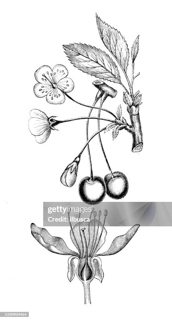 Antique botany illustration: Prunus avium, wild cherry