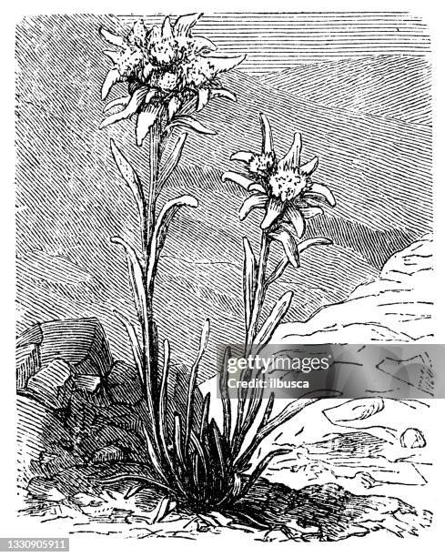 antique botany illustration: leontopodium nivale, edelweiss - edelweiss flower stock illustrations