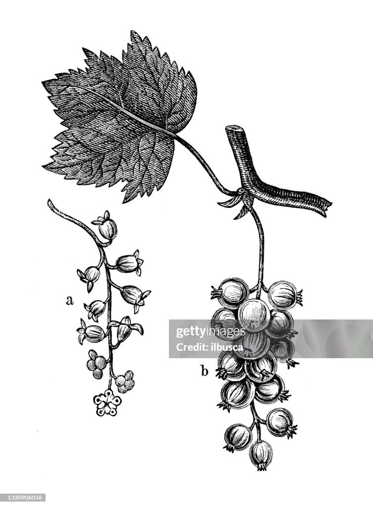 Antique botany illustration: red currant, Ribes rubrum