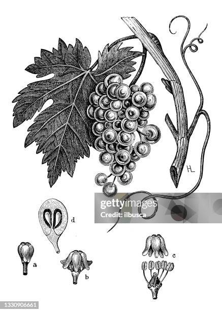 stockillustraties, clipart, cartoons en iconen met antique botany illustration: vitis vinifera, grape vine - grapes on vine