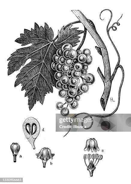 antique botany illustration: vitis vinifera, grape vine - grape seed stock illustrations