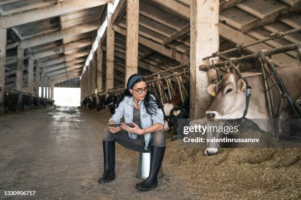 frustrated middle age female farmer standing near the cows in the feedlots in large cowshed and thinking about   financial challenges and bankruptcy - woman collapsing stock pictures, royalty-free photos & images