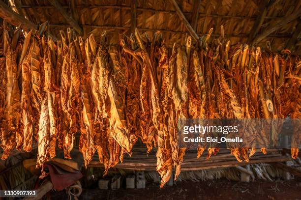 tobacco being dried at a farm in viñales, cuba - viñales cuba stock pictures, royalty-free photos & images
