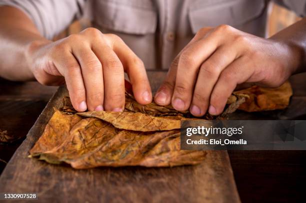 rodar un cigarro cubano - pinar del rio fotografías e imágenes de stock