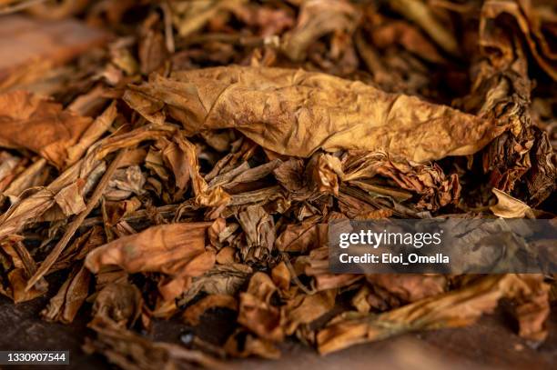 dryied cuban tobacco leaves - homemade smokers stock pictures, royalty-free photos & images