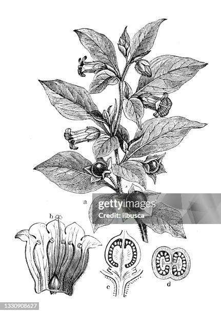 antique botany illustration: atropa belladonna, belladonna, deadly nightshade - belladonna stock illustrations