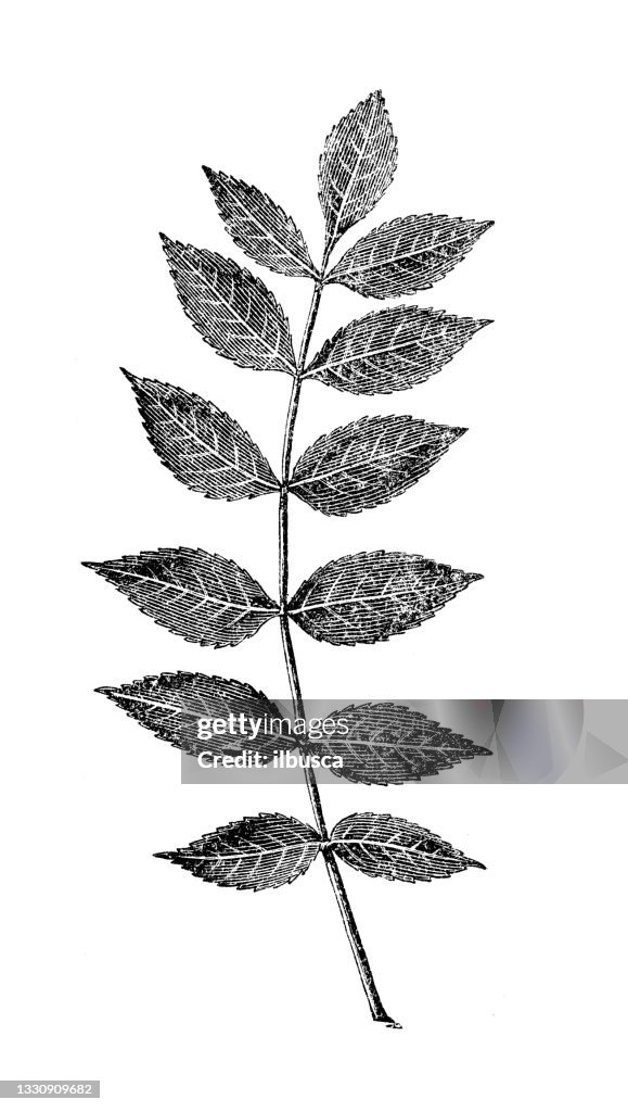 Antique botany illustration: Fraxinus excelsior, ash