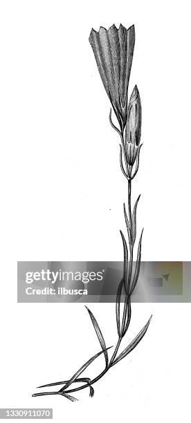 illustrazioni stock, clip art, cartoni animati e icone di tendenza di illustrazione botanica antica: gentiana pneumonanthe, genziana palustre - genziana