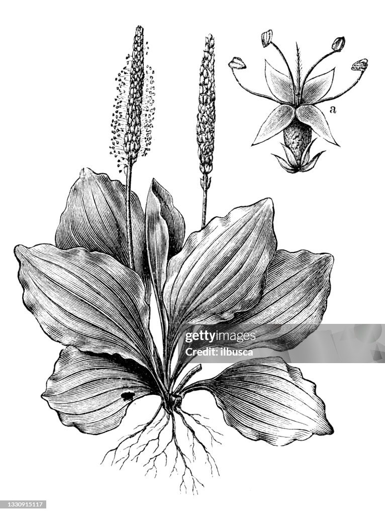 Antique botany illustration: Plantago major, broadleaf plantain