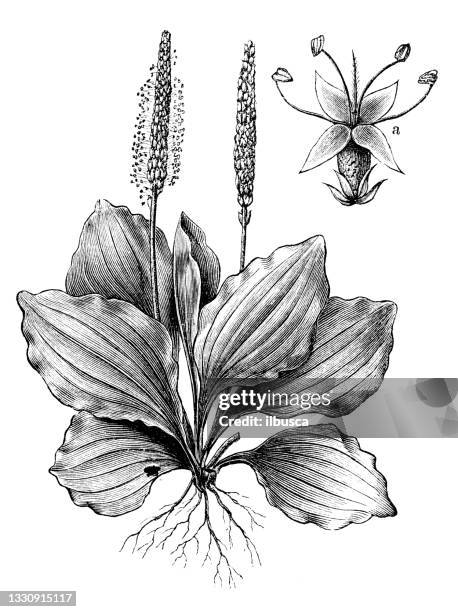 antique botany illustration: plantago major, broadleaf plantain - plantago lanceolata stock illustrations
