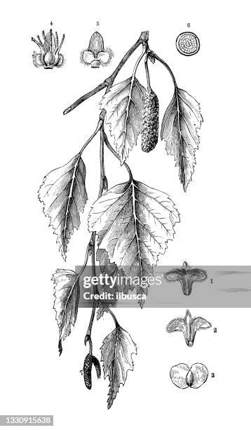 stockillustraties, clipart, cartoons en iconen met antique botany illustration: betula pendula, silver birch - berk