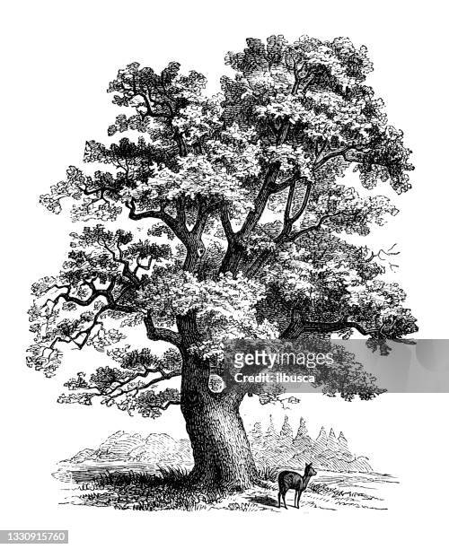 ilustrações, clipart, desenhos animados e ícones de ilustração botânica antiga: quercus robur, carvalho - engraving