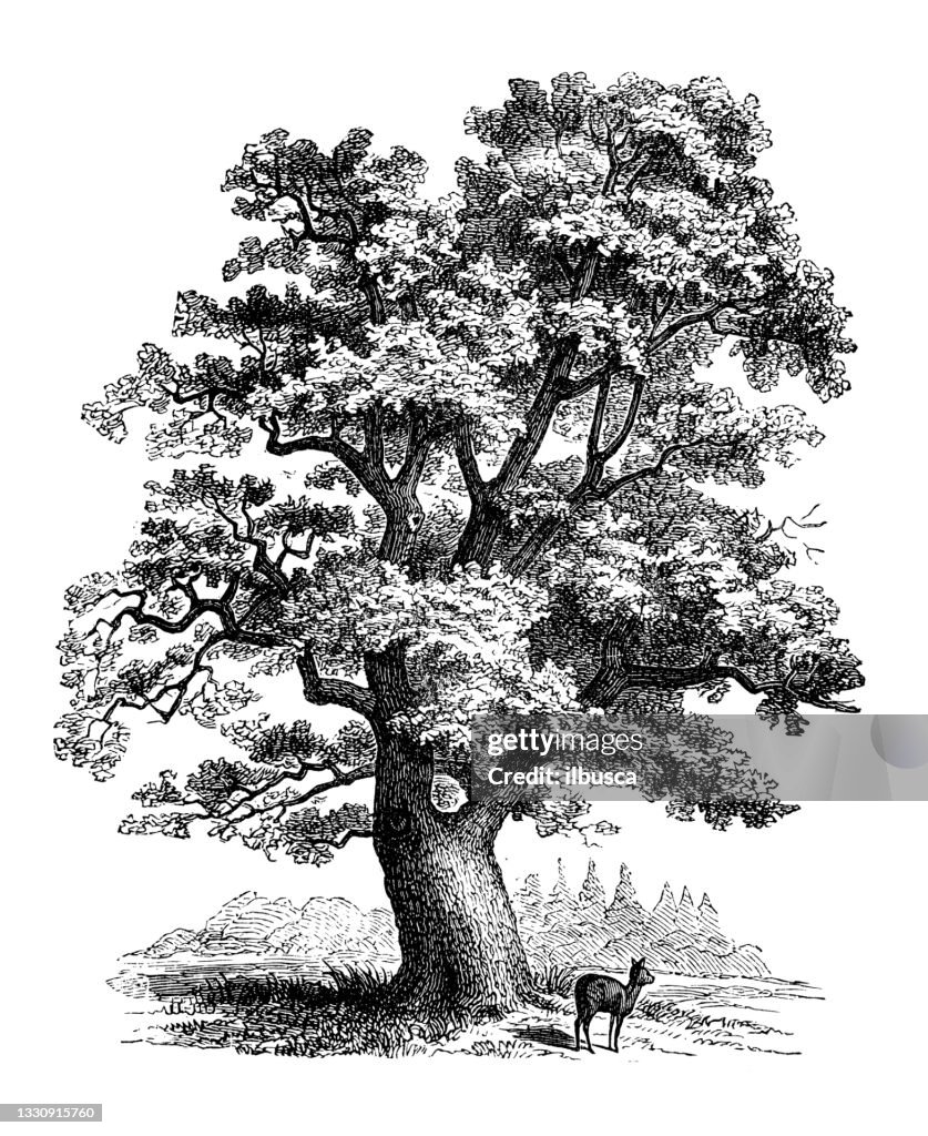 Antique botany illustration: Quercus robur, oak