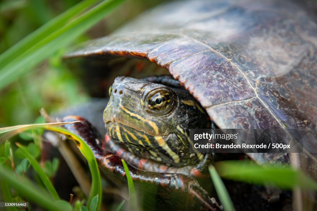 Close-up of tortoise on field