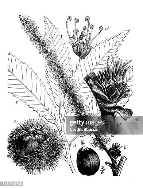illustrazioni stock, clip art, cartoni animati e icone di tendenza di illustrazione botanica antica: castanea sativa, castagna dolce - castagno