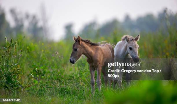 two deer on field,lelystad,netherlands - fohlen stock-fotos und bilder