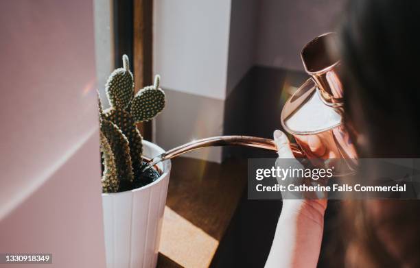 child waters a cactus succulent with a small watering can - kaktus bildbanksfoton och bilder