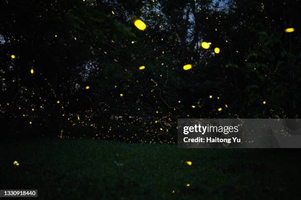 fireflys in a forest of xishuangbanna - glowworm stock pictures, royalty-free photos & images