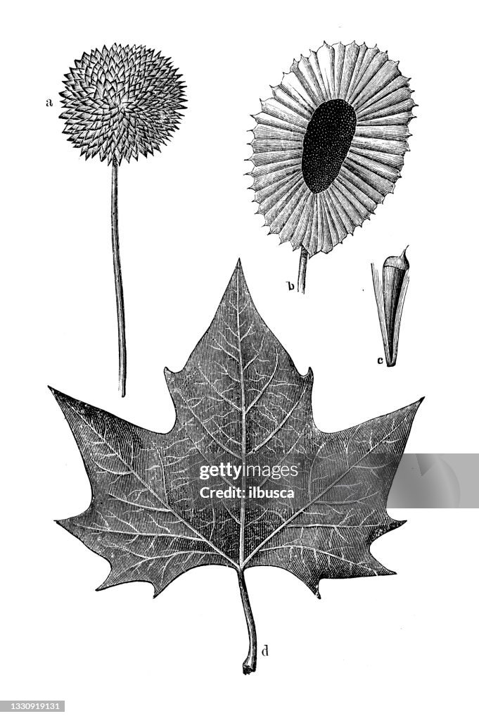 Antique botany illustration: Platanus occidentalis, American sycamore