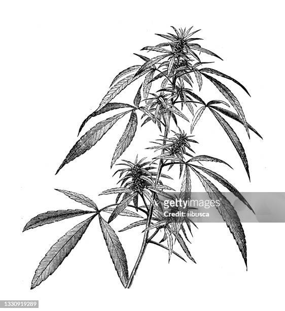 antike botanik illustration: cannabis sativa - hemp stock-grafiken, -clipart, -cartoons und -symbole