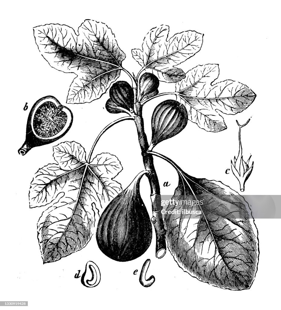 Antique botany illustration: Ficus carica, fig tree